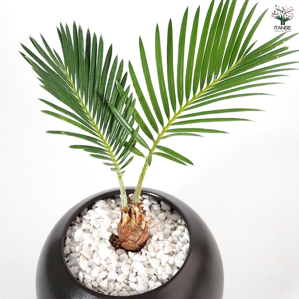 しあわせ観葉見計らい 陶器鉢「輝き」 【観葉植物 】｜ 【植物の