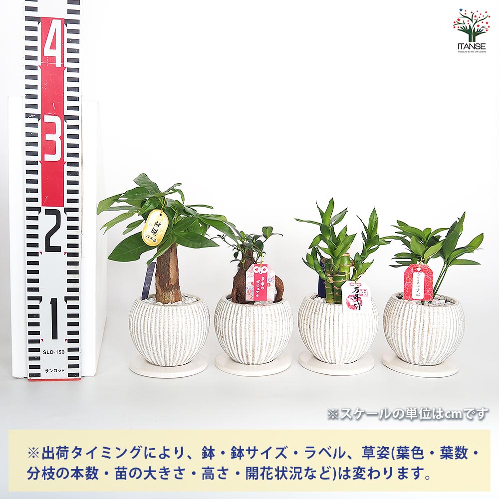 しあわせ観葉見計らい 陶器鉢「ライラ」 【観葉植物 】｜ 【植物の