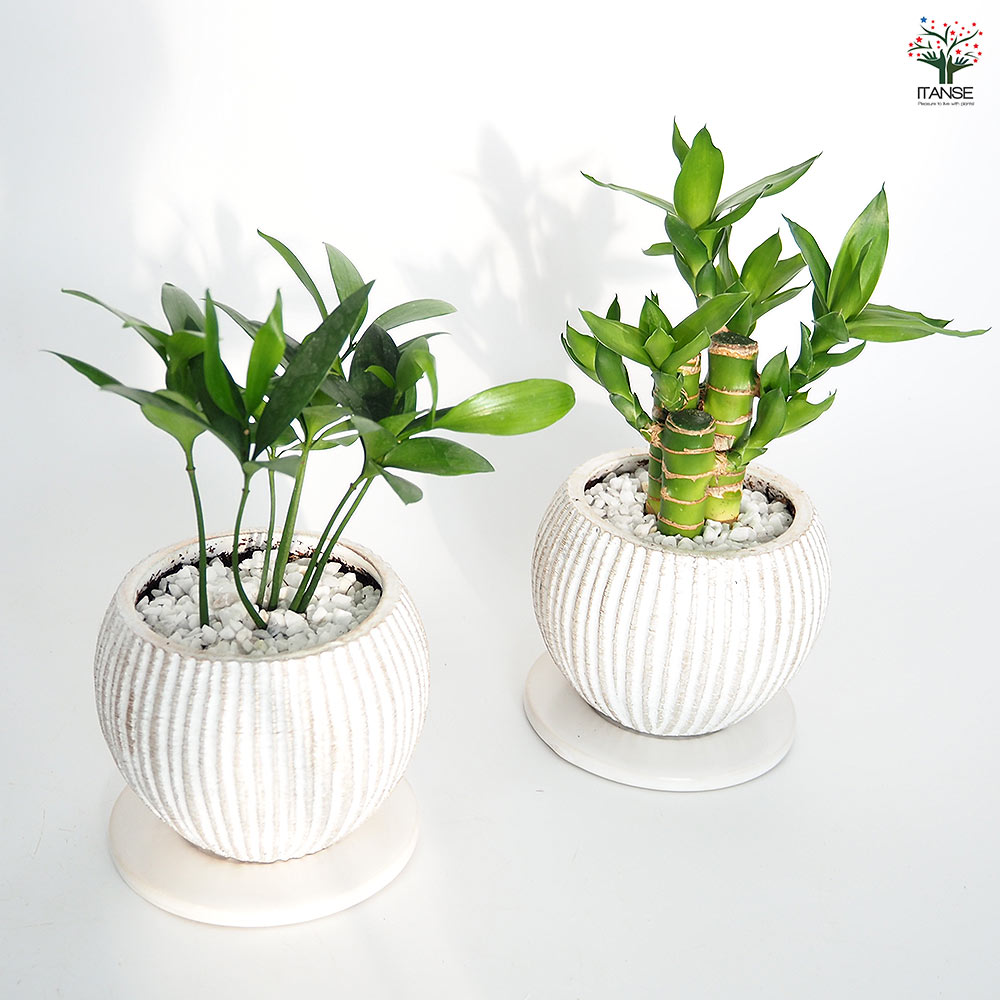 しあわせ観葉見計らい 陶器鉢「ライラ」 【観葉植物 】｜ 【植物の