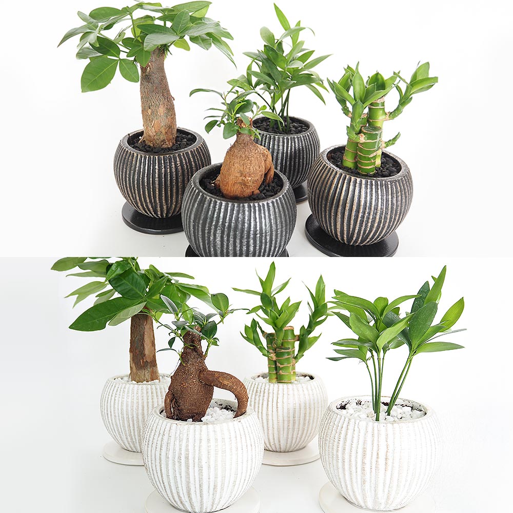 しあわせ観葉見計らい 陶器鉢「ライラ」 【観葉植物 】｜ 【植物の