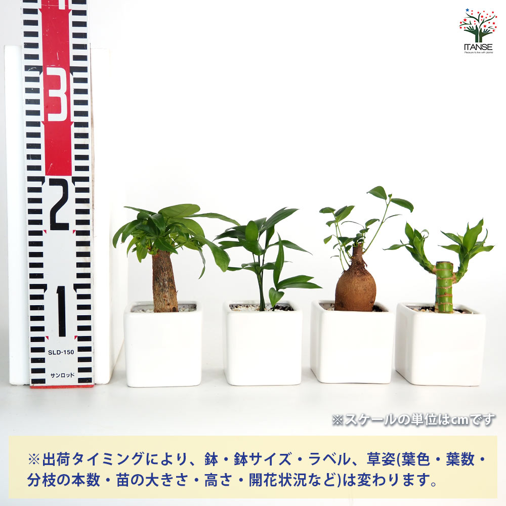 しあわせ観葉見計らい 陶器鉢「ホワイエ」 【観葉植物 】｜ 【植物の