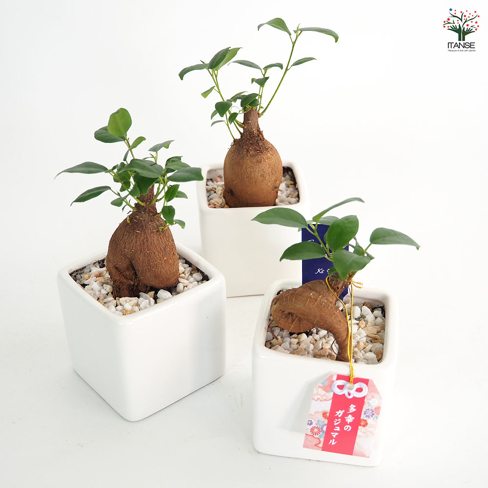 しあわせ観葉見計らい 陶器鉢「ホワイエ」 【観葉植物 】｜ 【植物の