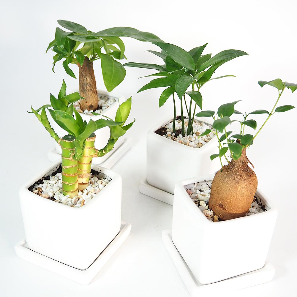 しあわせ観葉見計らい 陶器鉢「ホワイエ」  【観葉植物 】