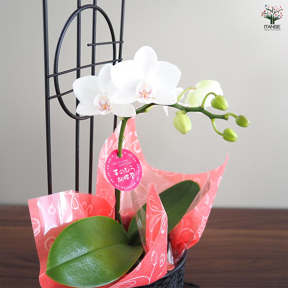 胡蝶蘭 ミディ リアンMIXお月見屏 【花苗 3号／1個売り】｜ 【植物の