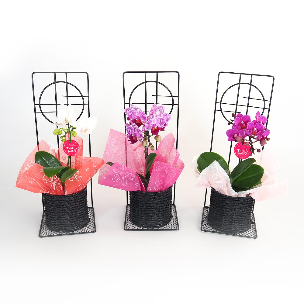 胡蝶蘭 ミディ リアンMIXお月見屏 【花苗 3号／1個売り】