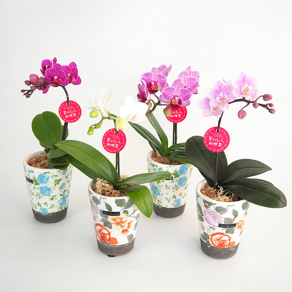 胡蝶蘭 ミディ リアンMIXヨーロピアン 【花苗 2.5号／1個売り】