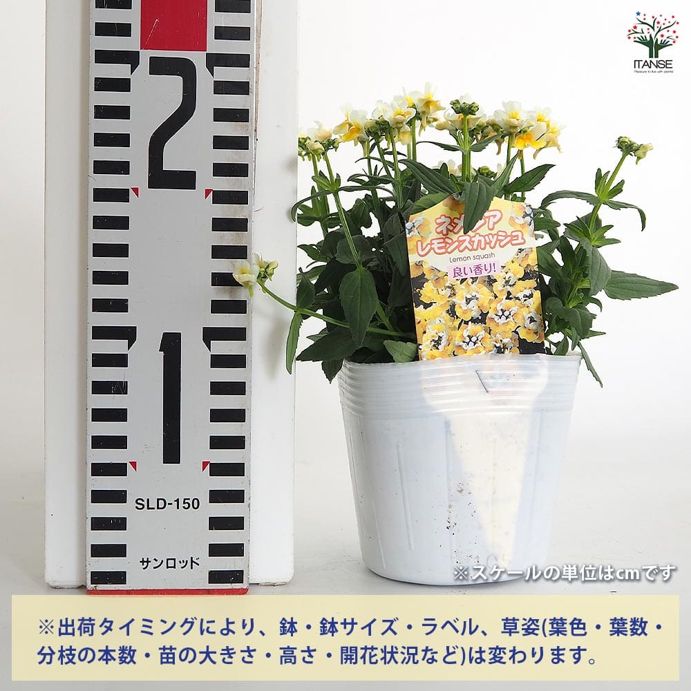 宿根ネメシア レモンスカッシュ 【花苗 3.5号】｜ 【植物の