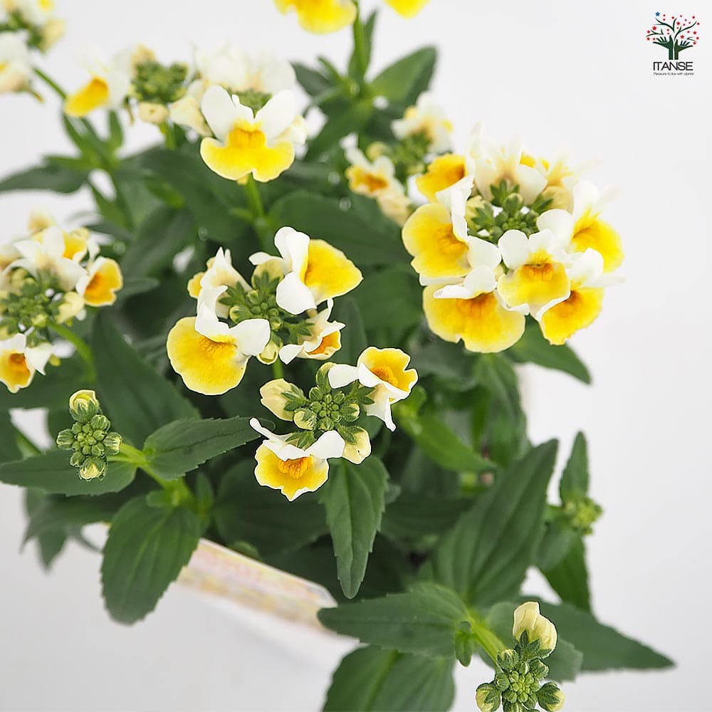 宿根ネメシア レモンスカッシュ 【花苗 3.5号】｜ 【植物の