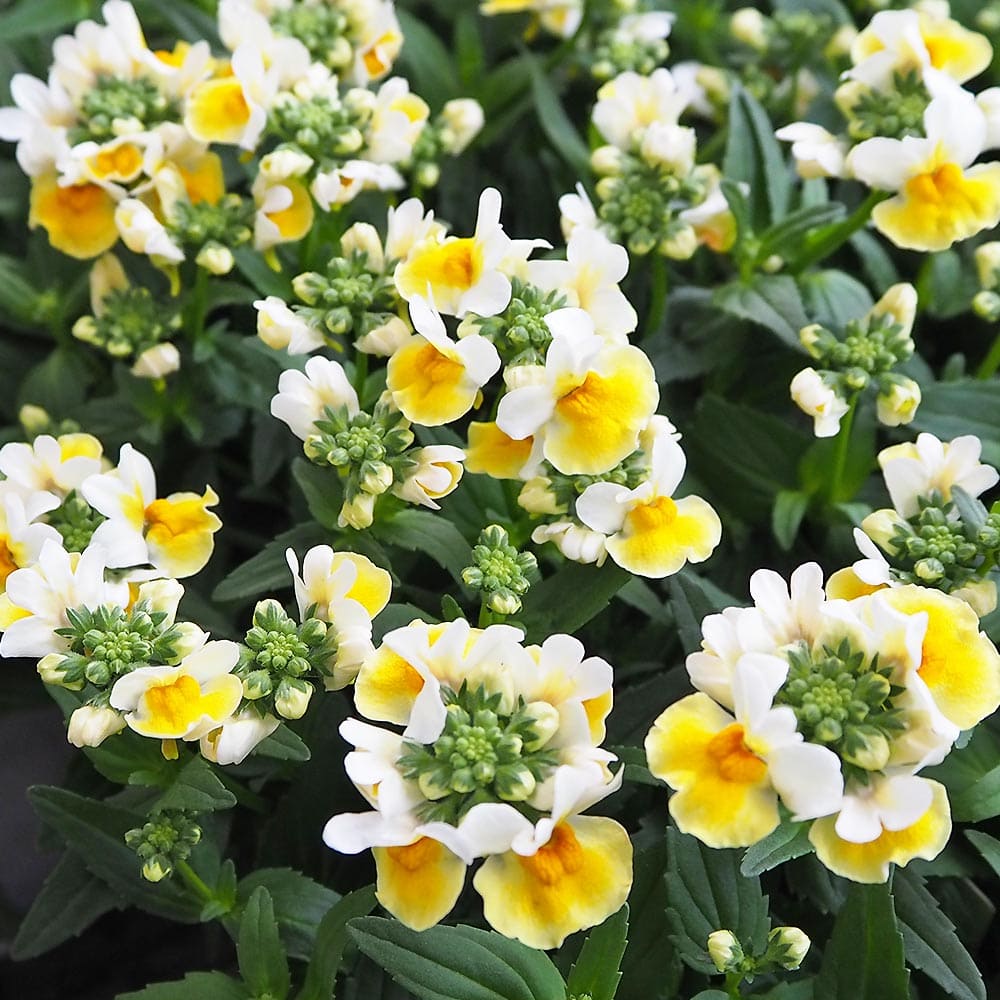 宿根ネメシア レモンスカッシュ 【花苗 3.5号】｜ 【植物の