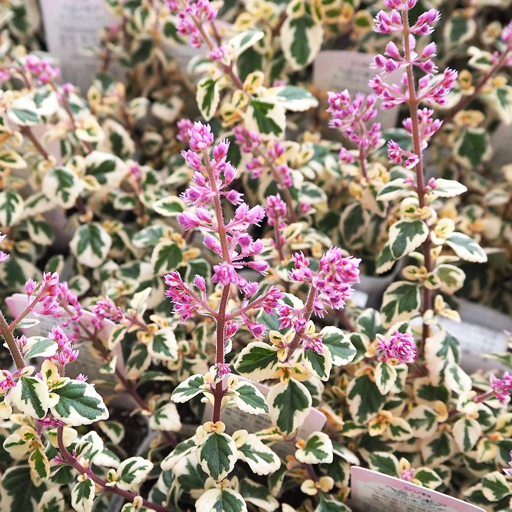 ヘミジギア マーブルキャンディー 【花苗 3号】