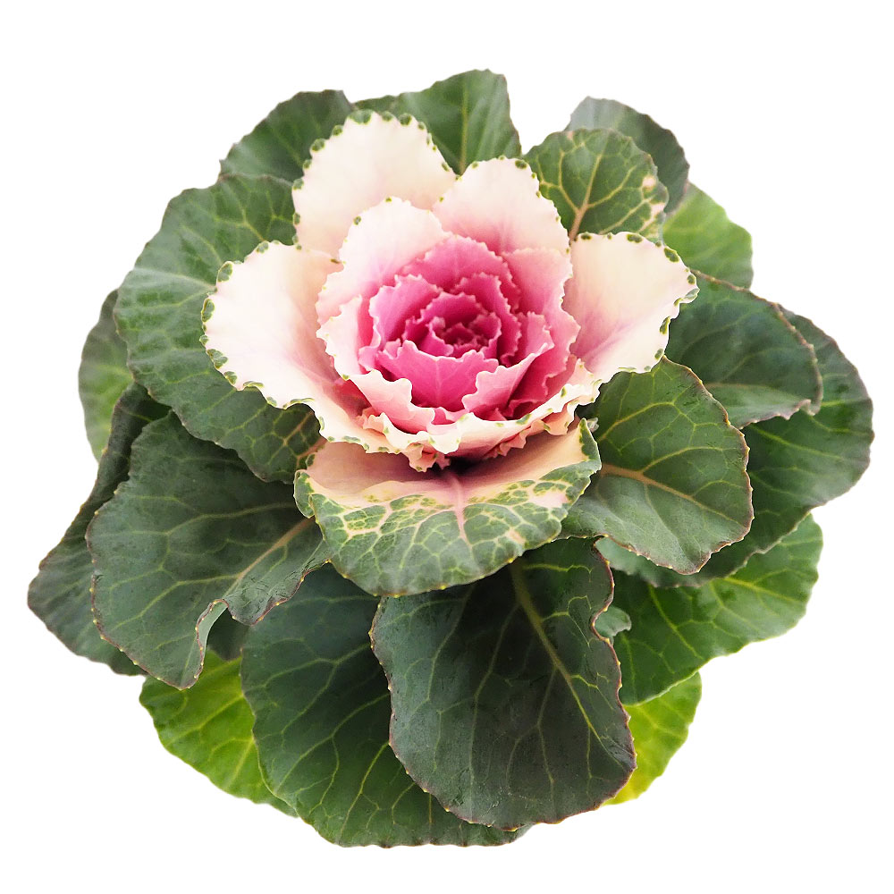 葉ボタン ファンシーソルテ白 【花苗 3.5号】