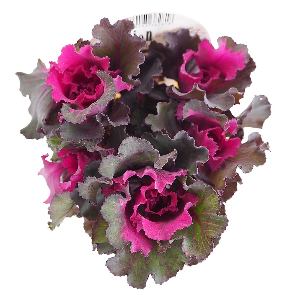 葉ボタン セッション ファルダノエル 【花苗 3号】