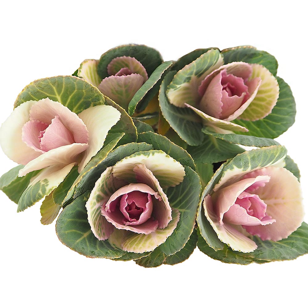 葉ボタン セッション スイートベリー 【花苗 3号】