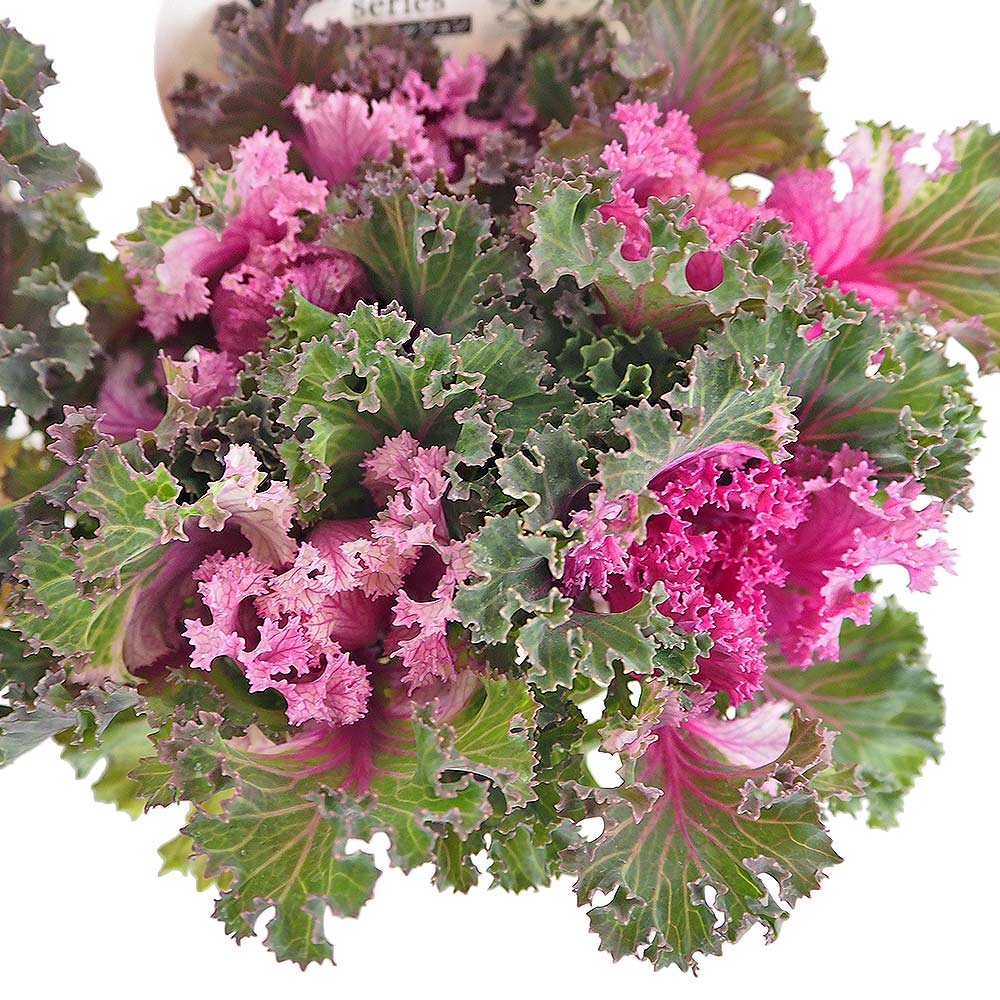 葉ボタン セッション ピーチフラッシュ 【花苗 3号】