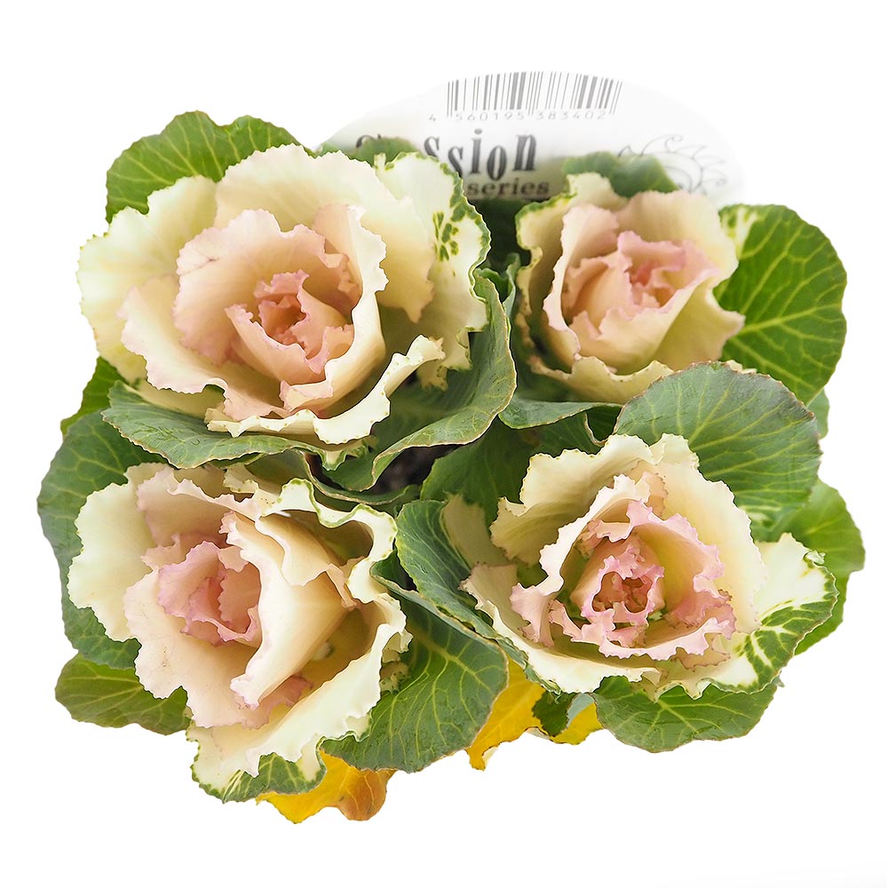 葉ボタン セッション ベイビーチュール 【花苗 3号】