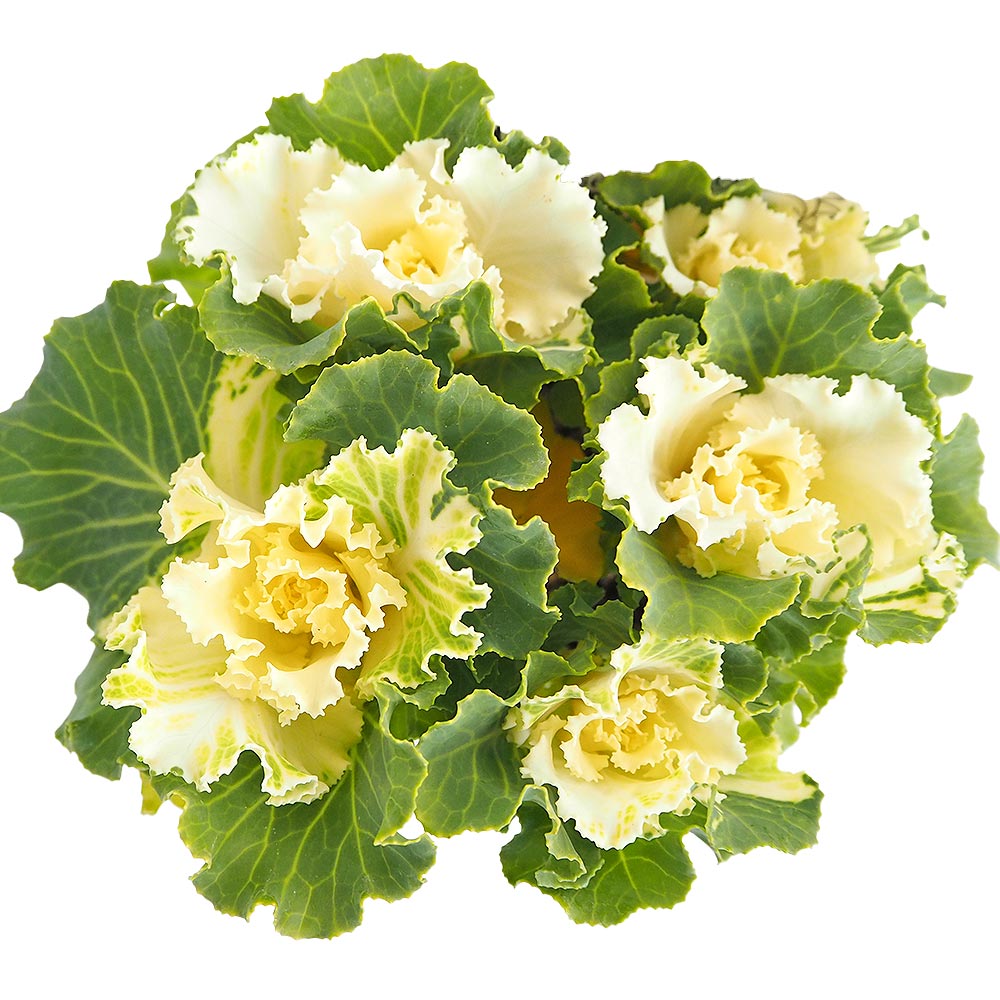 葉ボタン セッション ペティクリーム 【花苗 3号】