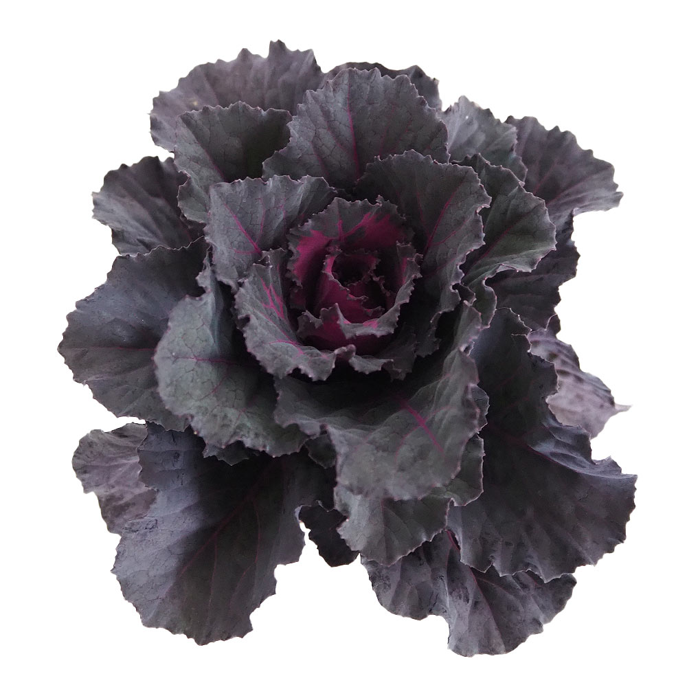 葉ボタン ファンシーソルテ黒 【花苗 3.5号】