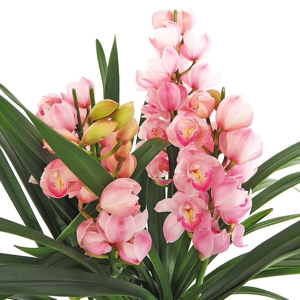 シンビジウム キューティーハニー 【花苗 6.5号／1個売り】