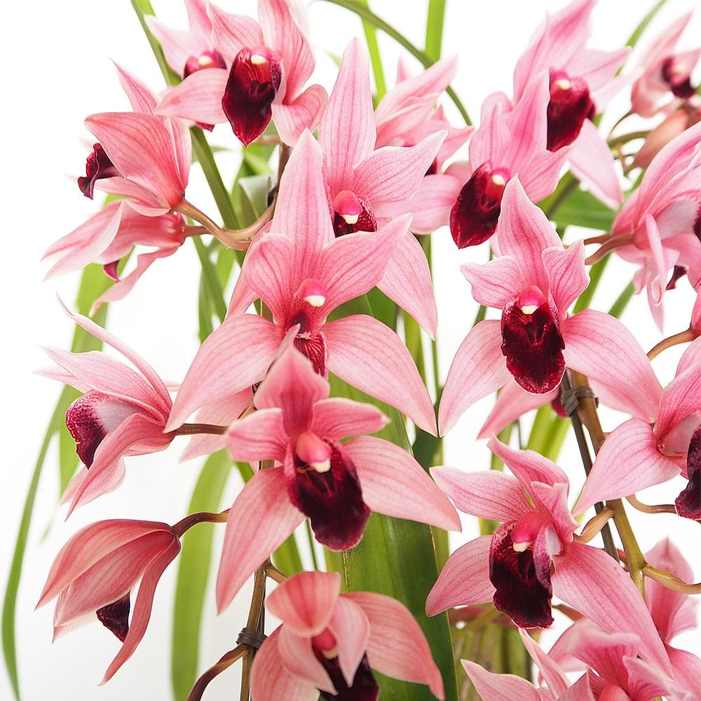 テーブルシンビジウム ミリオンベール 【花苗 5号／1個売り】