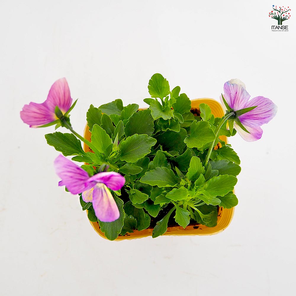 ビオラ ミシェルラビン色見計い3個～ 【花苗 3.5号】｜ 【植物の