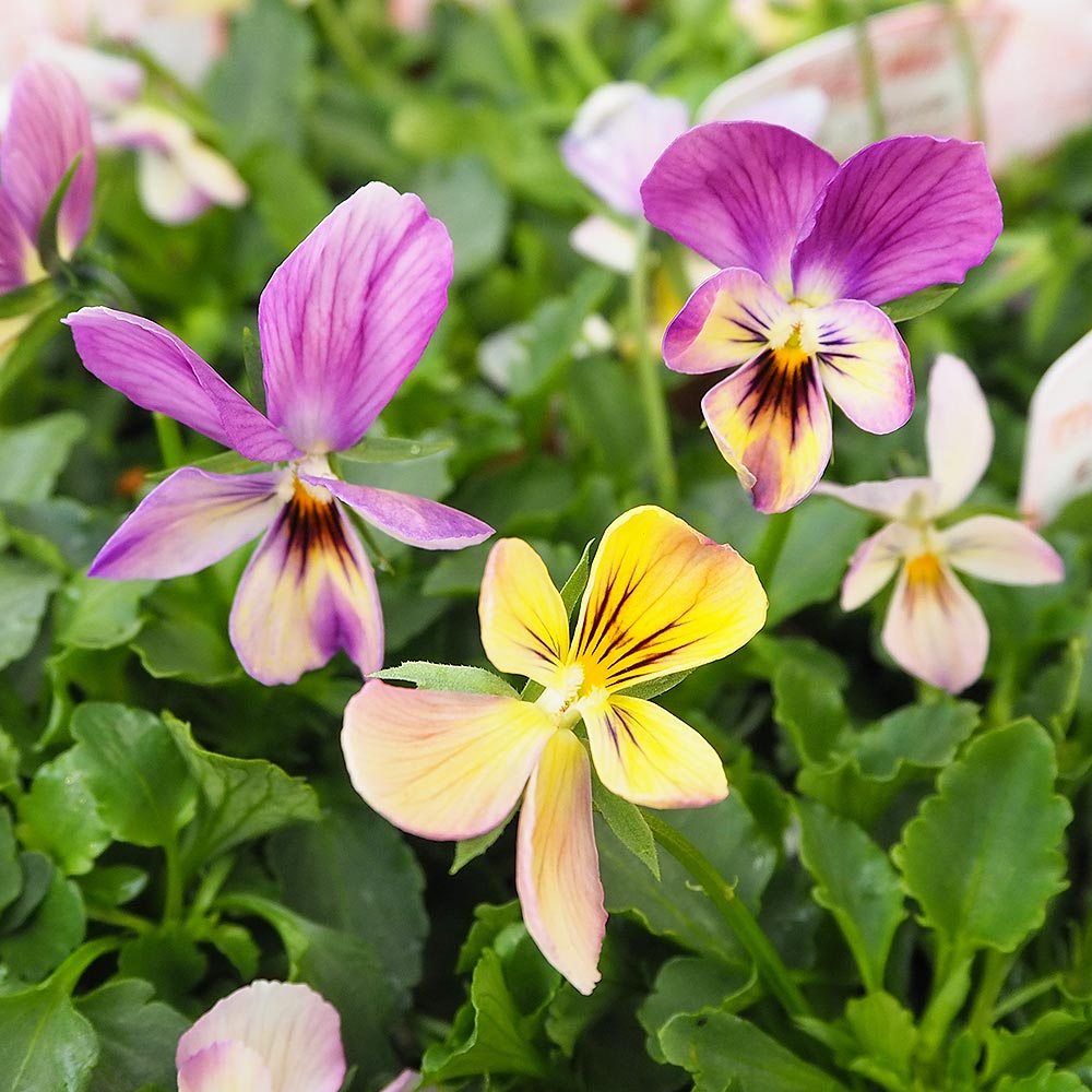 ビオラ ミシェルラビン色見計い3個～ 【花苗 3.5号】