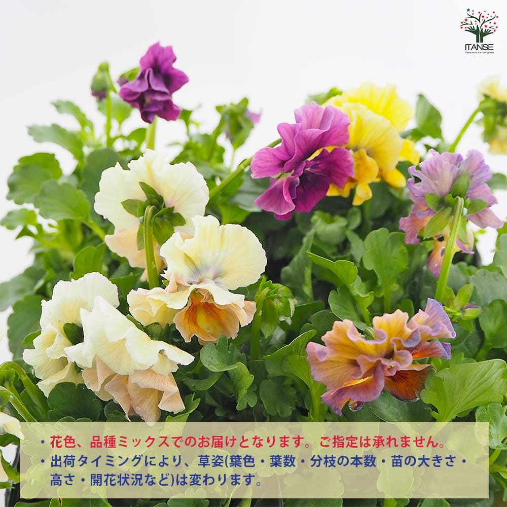 ビオラ アイクルール色見計い3個～ 【花苗 3.5号】｜ 【植物の