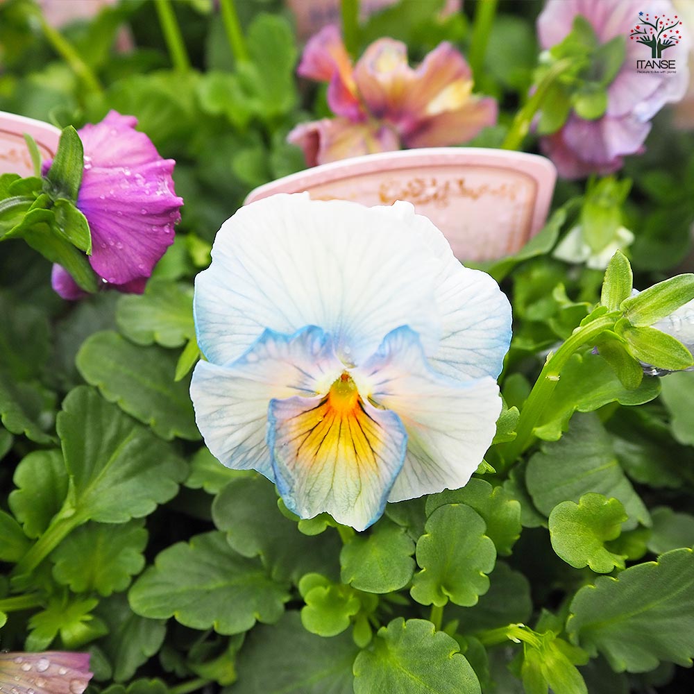 ビオラ アイクルール色見計い3個～ 【花苗 3.5号】｜ 【植物の