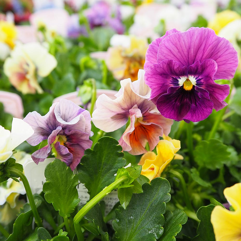 ビオラ アイクルール色見計い3個～ 【花苗 3.5号】