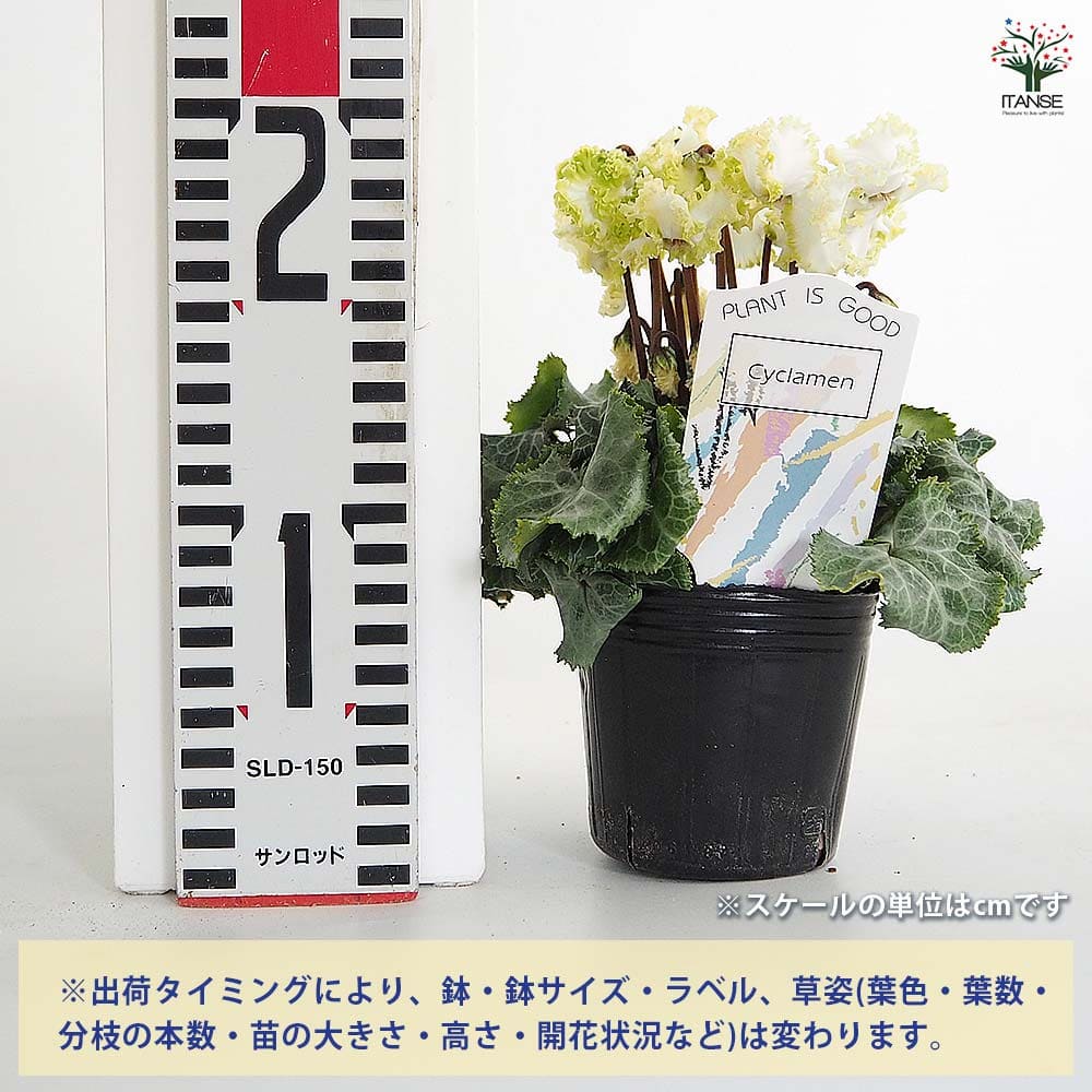 ミニシクラメン バニラホワイト 【花苗 3号】｜ 【植物のITANSE