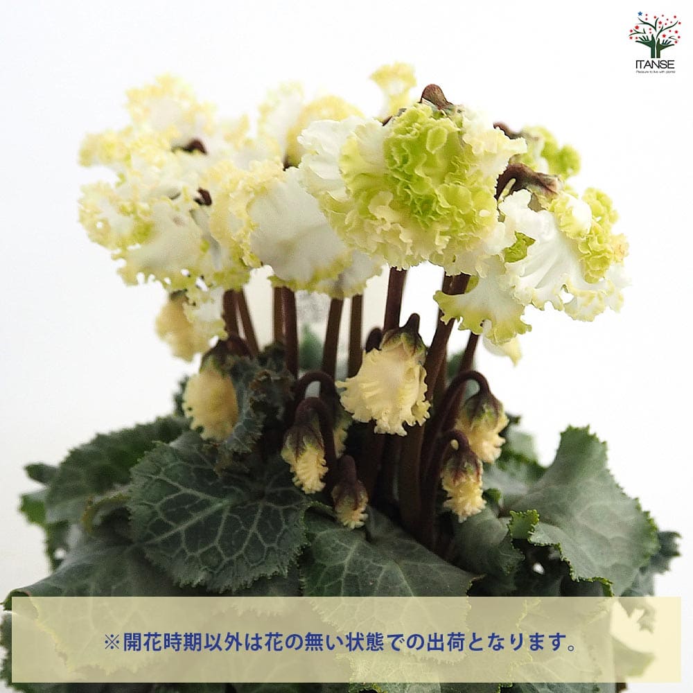 ミニシクラメン バニラホワイト 【花苗 3号】｜ 【植物のITANSE