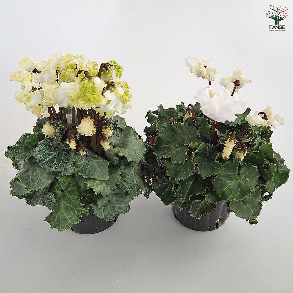 ミニシクラメン バニラホワイト 【花苗 3号】｜ 【植物のITANSE