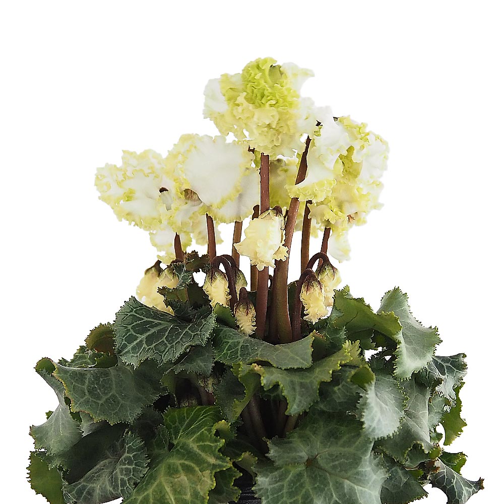 ミニシクラメン バニラホワイト 【花苗 3号】