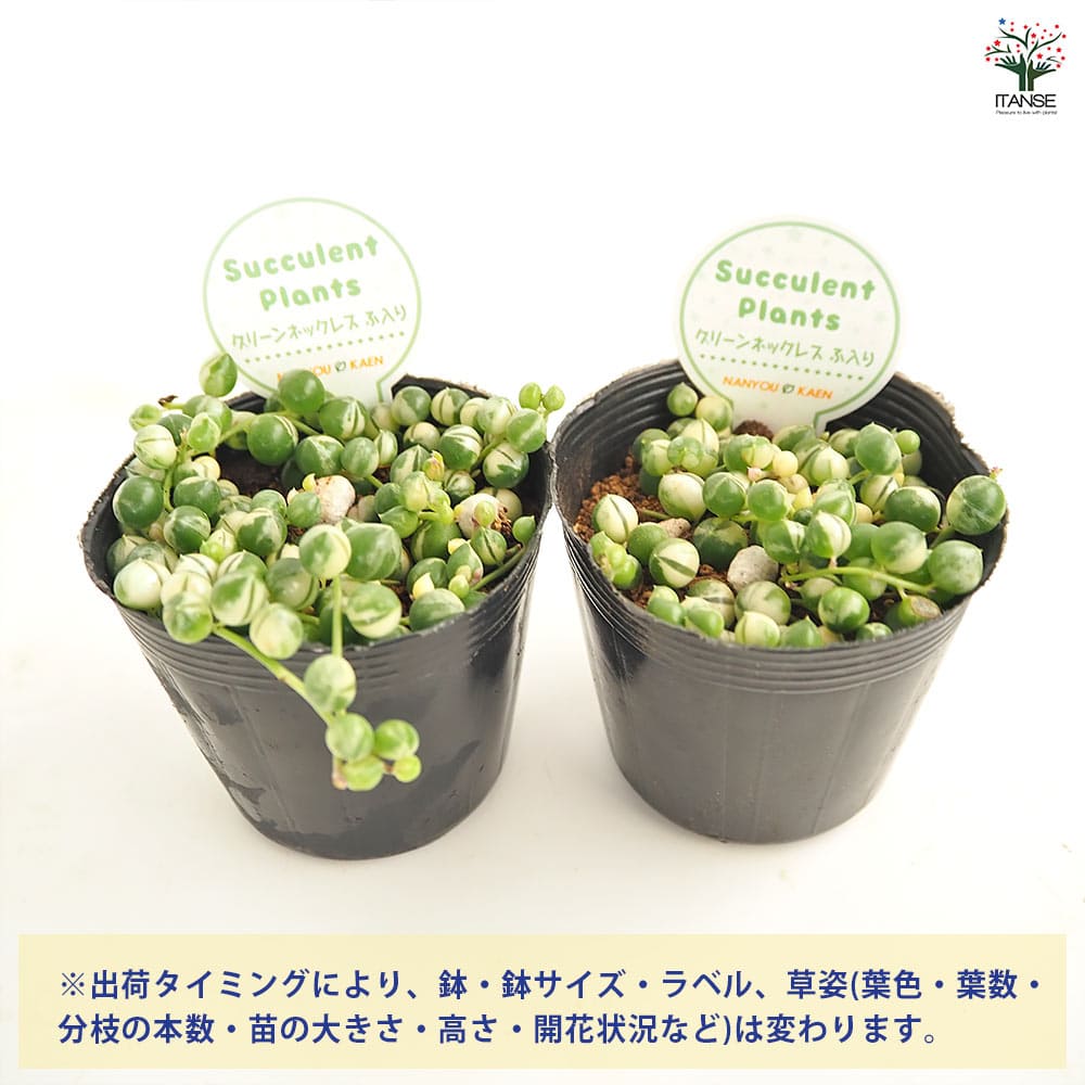 グリーンネックレス 斑入り 【多肉植物 2.5号】｜ 【植物の