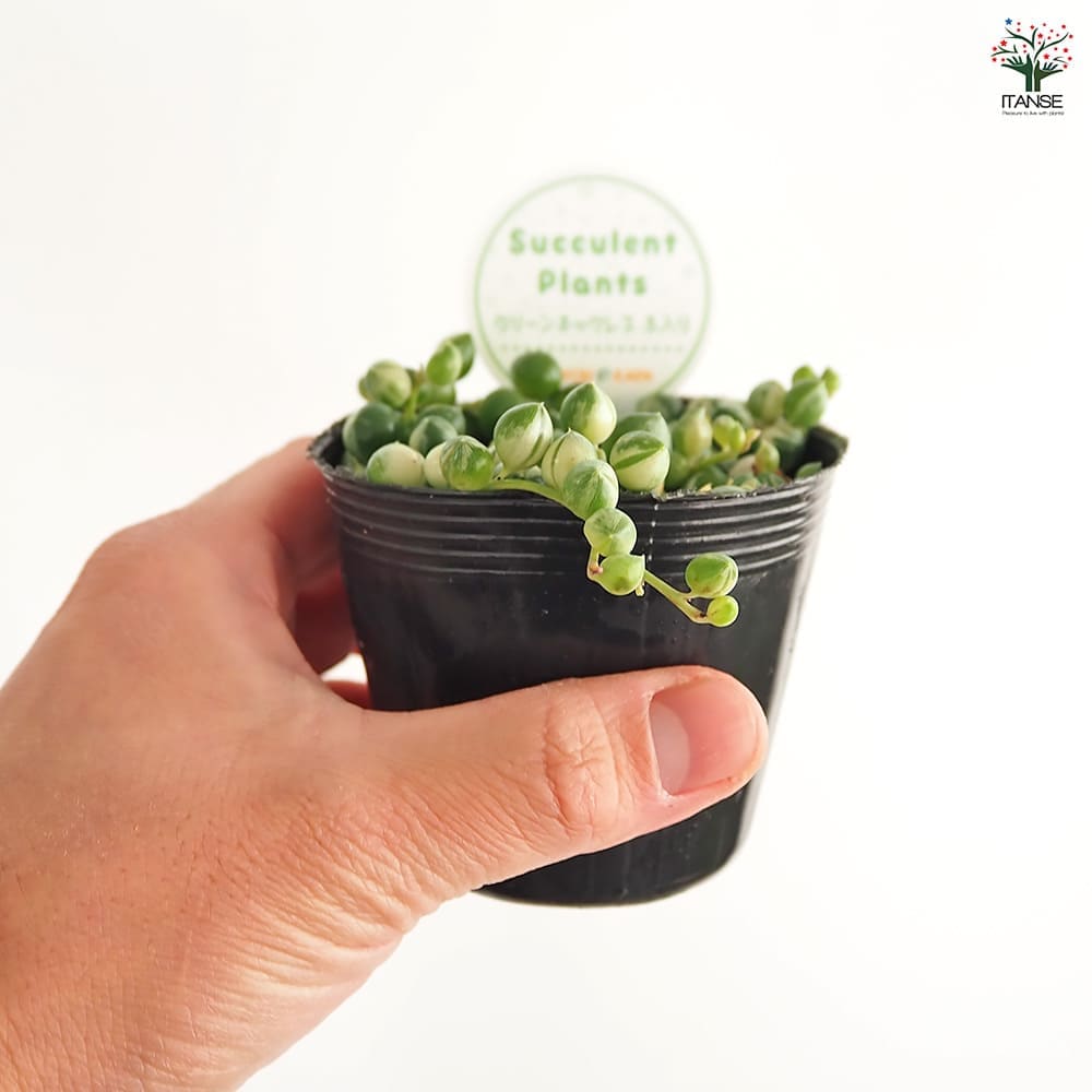 グリーンネックレス 斑入り 【多肉植物 2.5号】｜ 【植物の