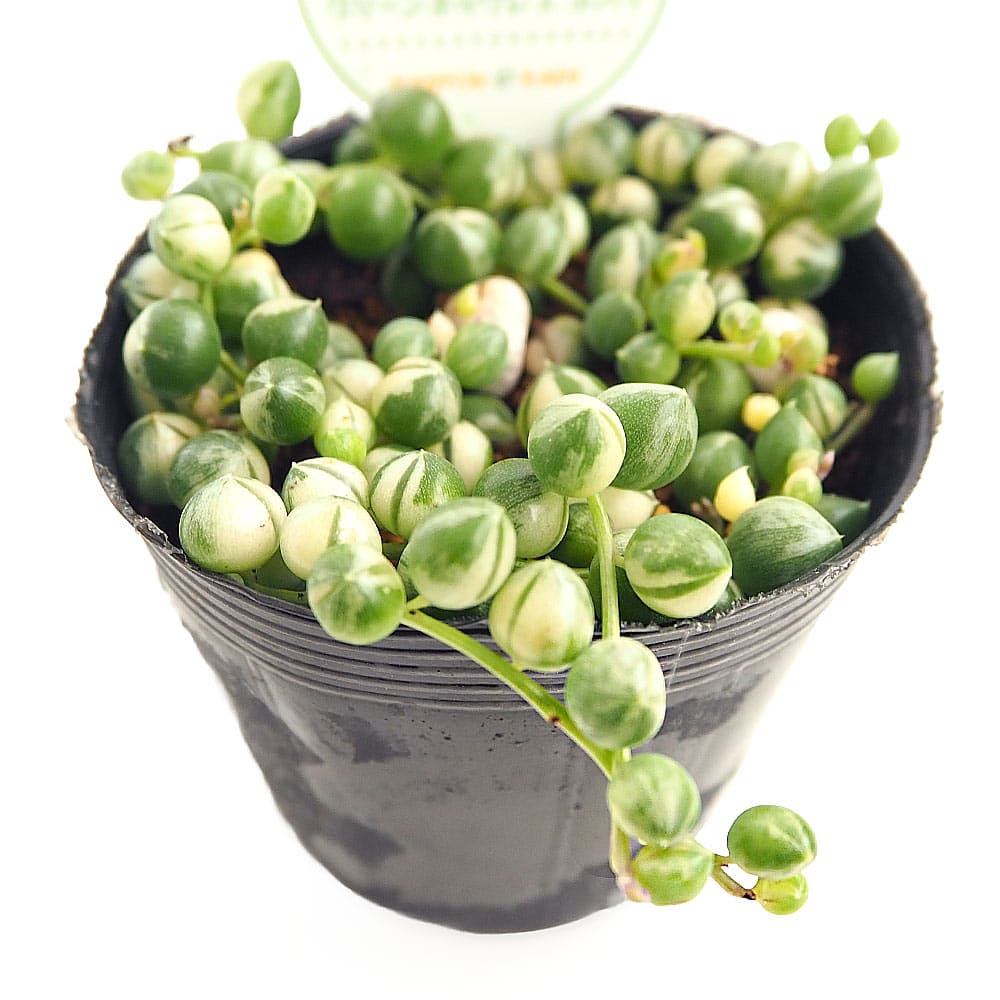 グリーンネックレス 斑入り 【多肉植物 2.5号】｜ 【植物の