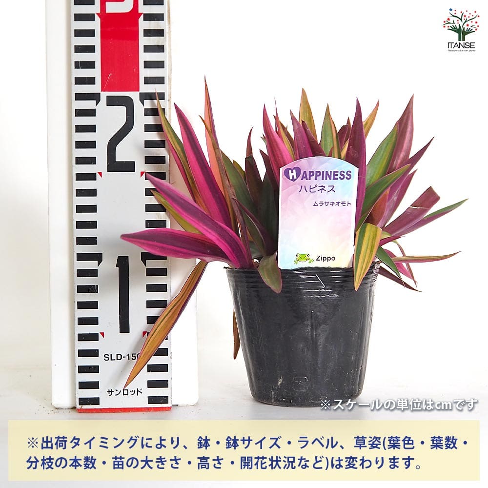 ムラサキオモト ハピネス 【観葉植物 3.5号】｜ 【植物のITANSE