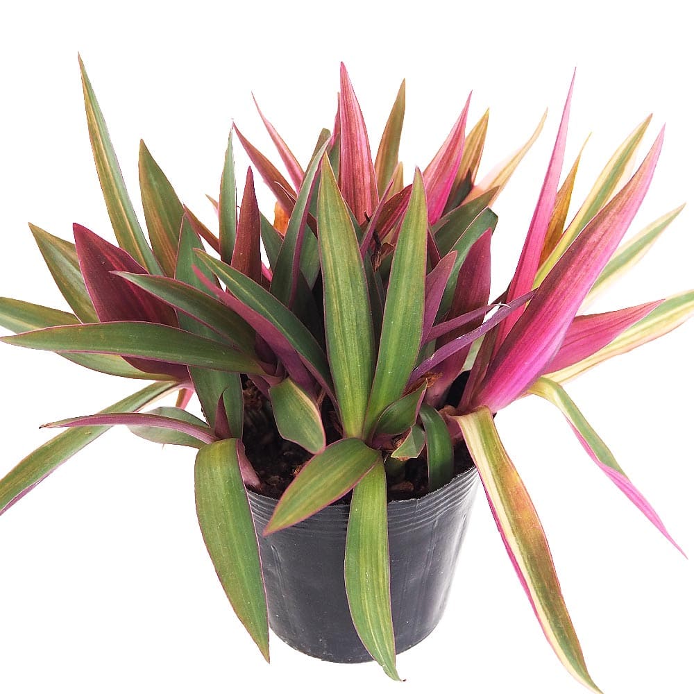 ムラサキオモト ハピネス 【観葉植物 3.5号】