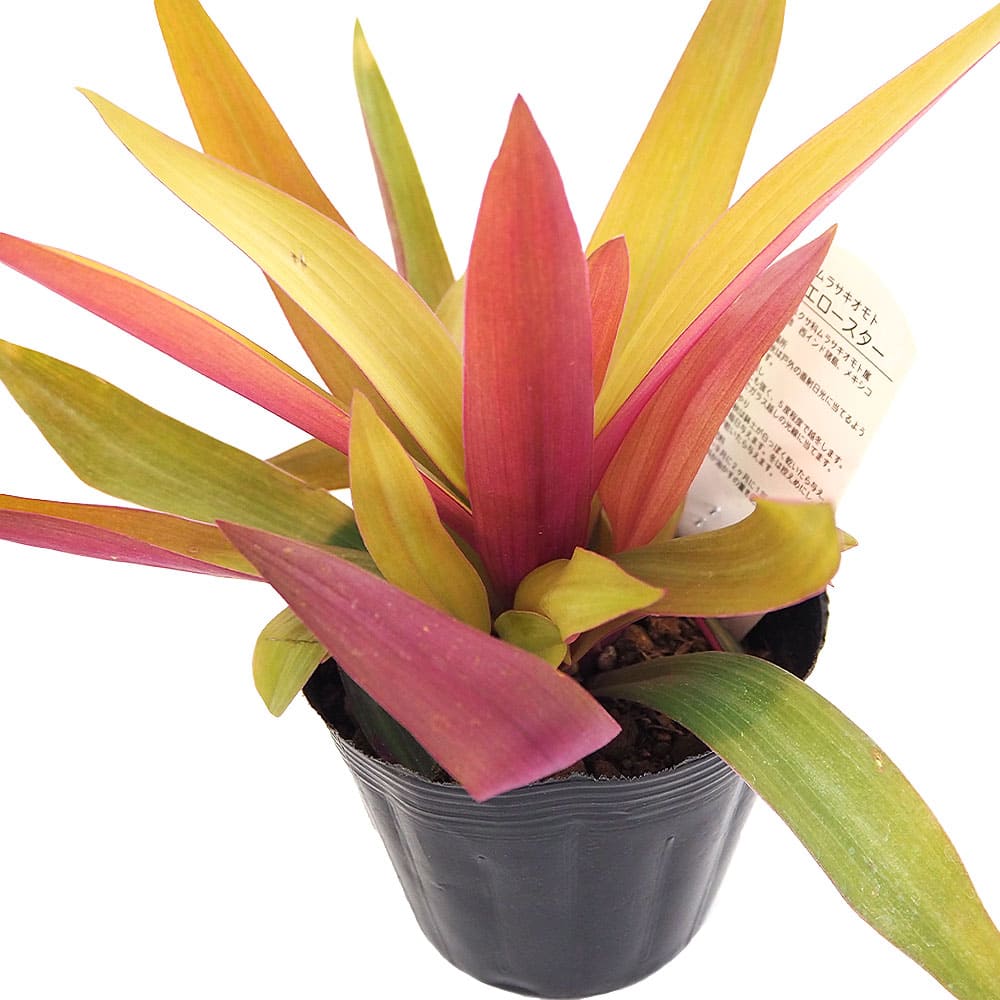 ムラサキオモト イエロースター 【観葉植物 3.5号】