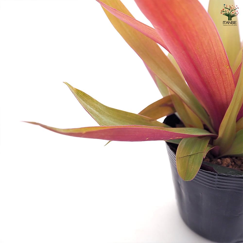 ムラサキオモト イエロースター 【観葉植物 3.5号】｜ 【植物の