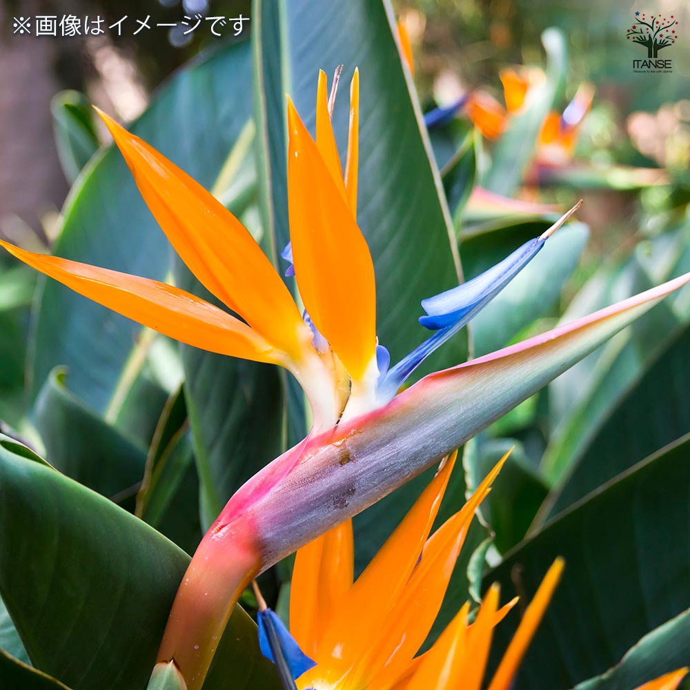 ストレリチア レギネ(極楽鳥花) 【観葉植物 3号】｜ 【植物の