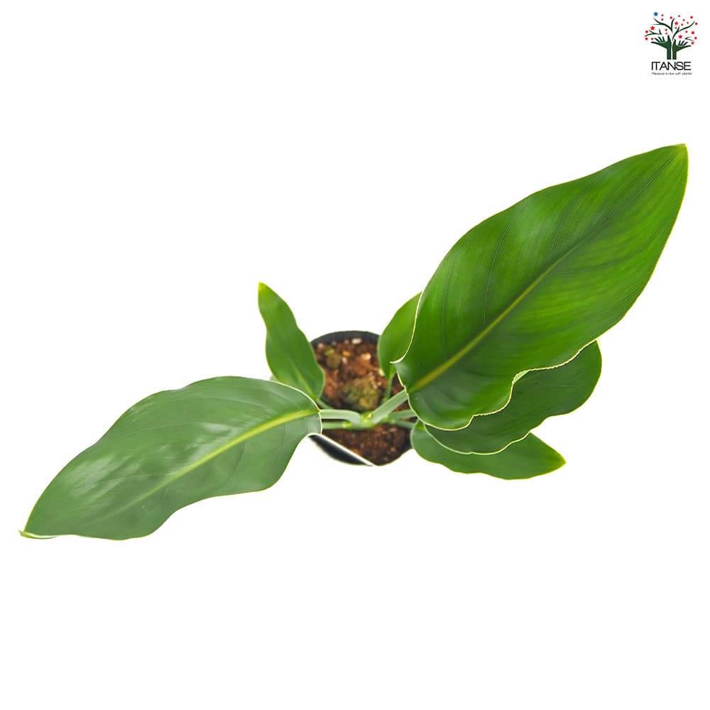 ストレリチア レギネ(極楽鳥花) 【観葉植物 3号】｜ 【植物の