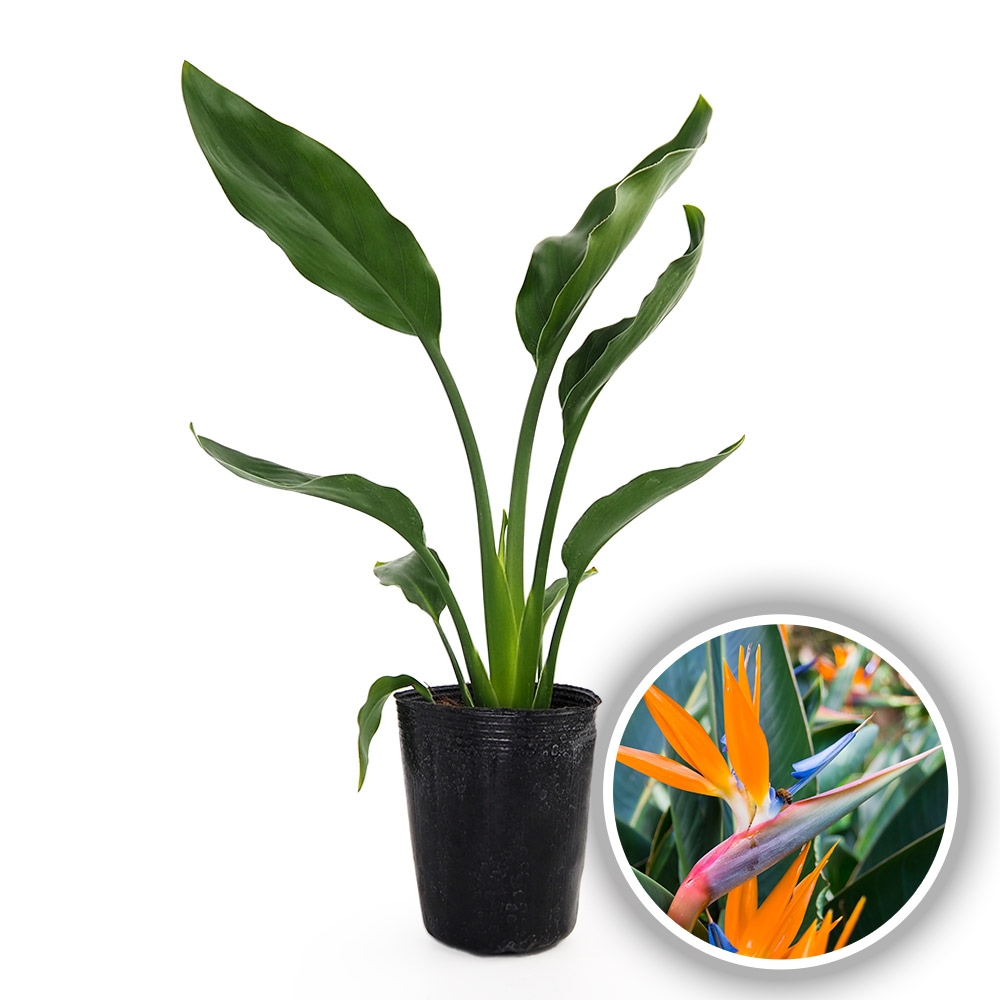 ストレリチア レギネ(極楽鳥花) 【観葉植物 3号】｜ 【植物の