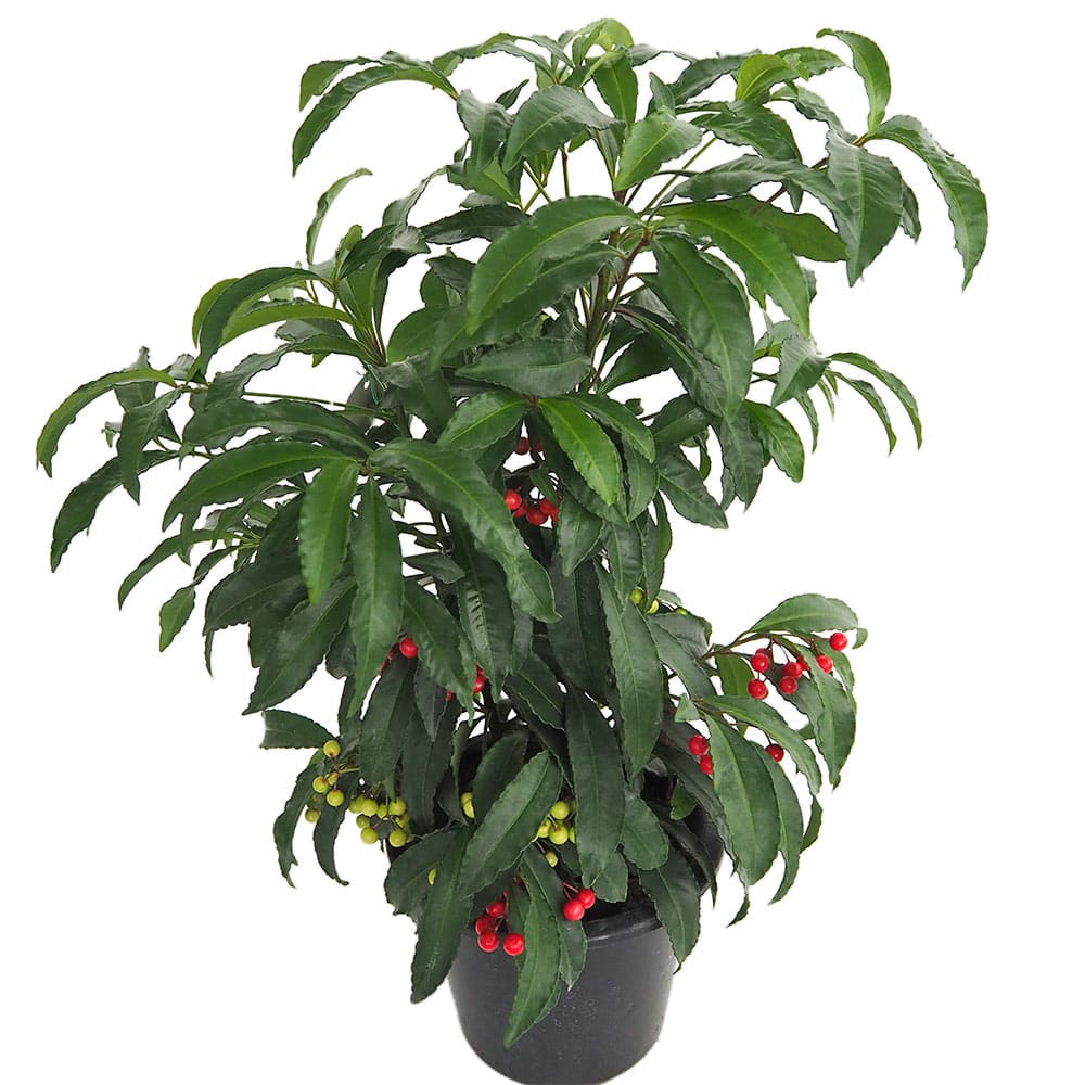 万両 夫婦長寿万両 【庭木 6号／1個売り】