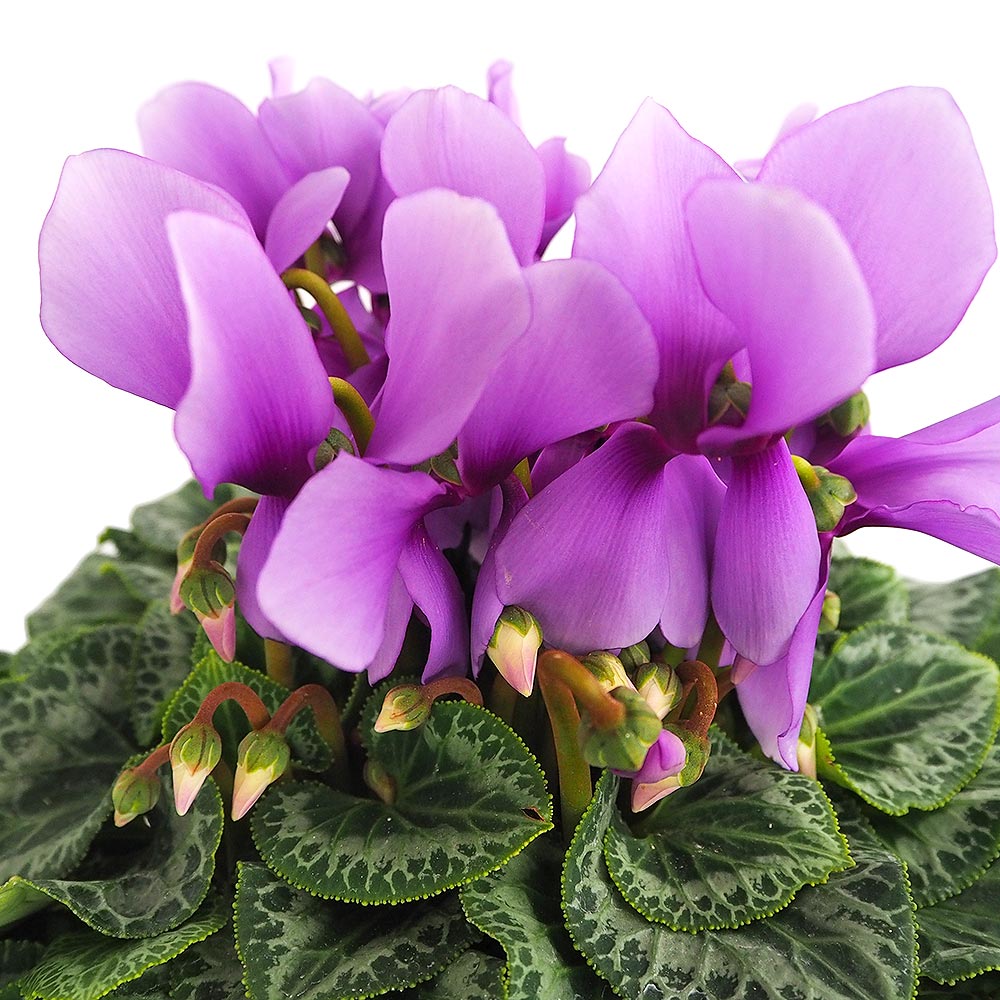 シクラメン そら 【花苗 5号／1個売り】