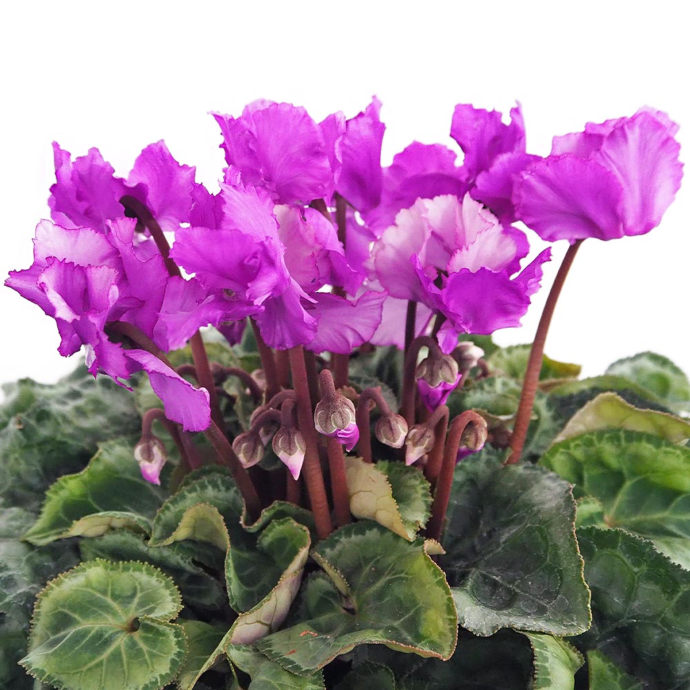 シクラメン ブルーリボン 【花苗 5号／1個売り】