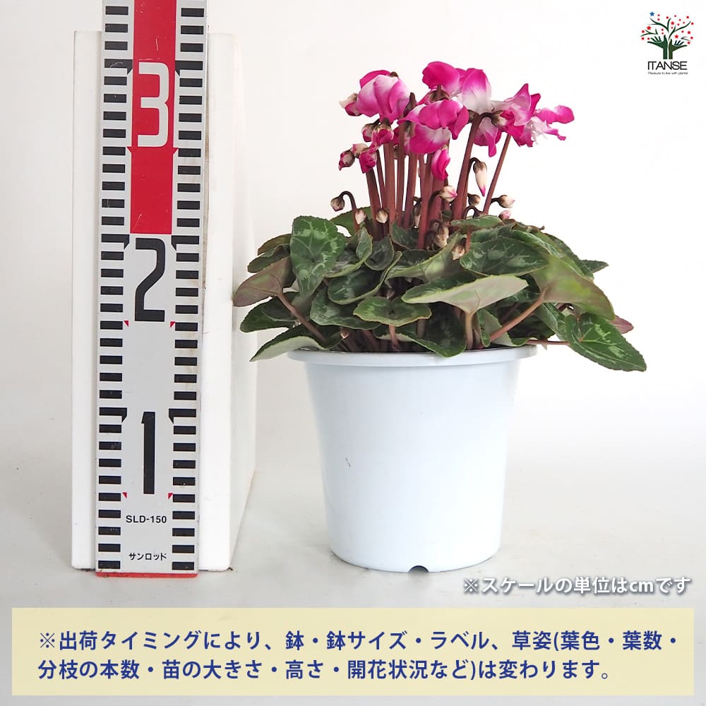 シクラメン スーパーフュージョン 【花苗 5号／1個売り】｜ 【植物の