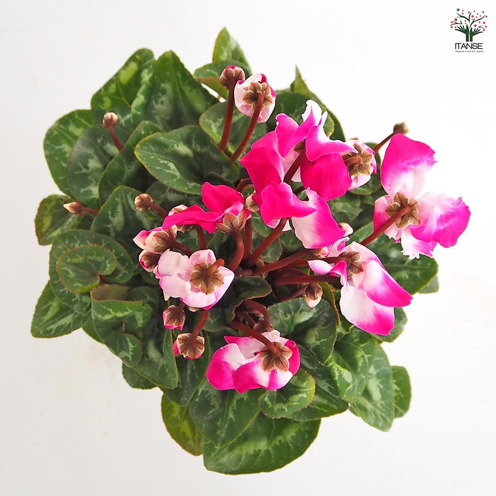 シクラメン スーパーフュージョン 【花苗 5号／1個売り】｜ 【植物の