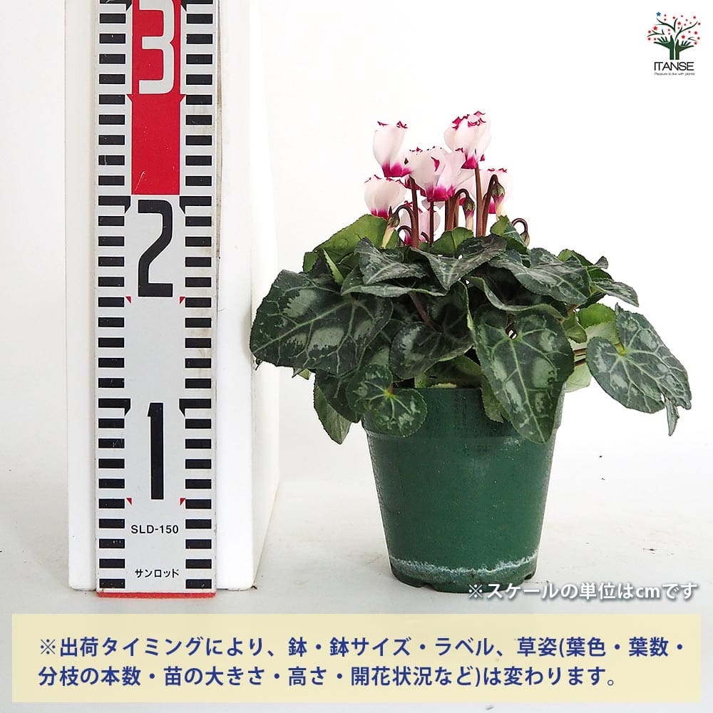 シクラメン ミニビクトリア 【花苗 4号】｜ 【植物のITANSE