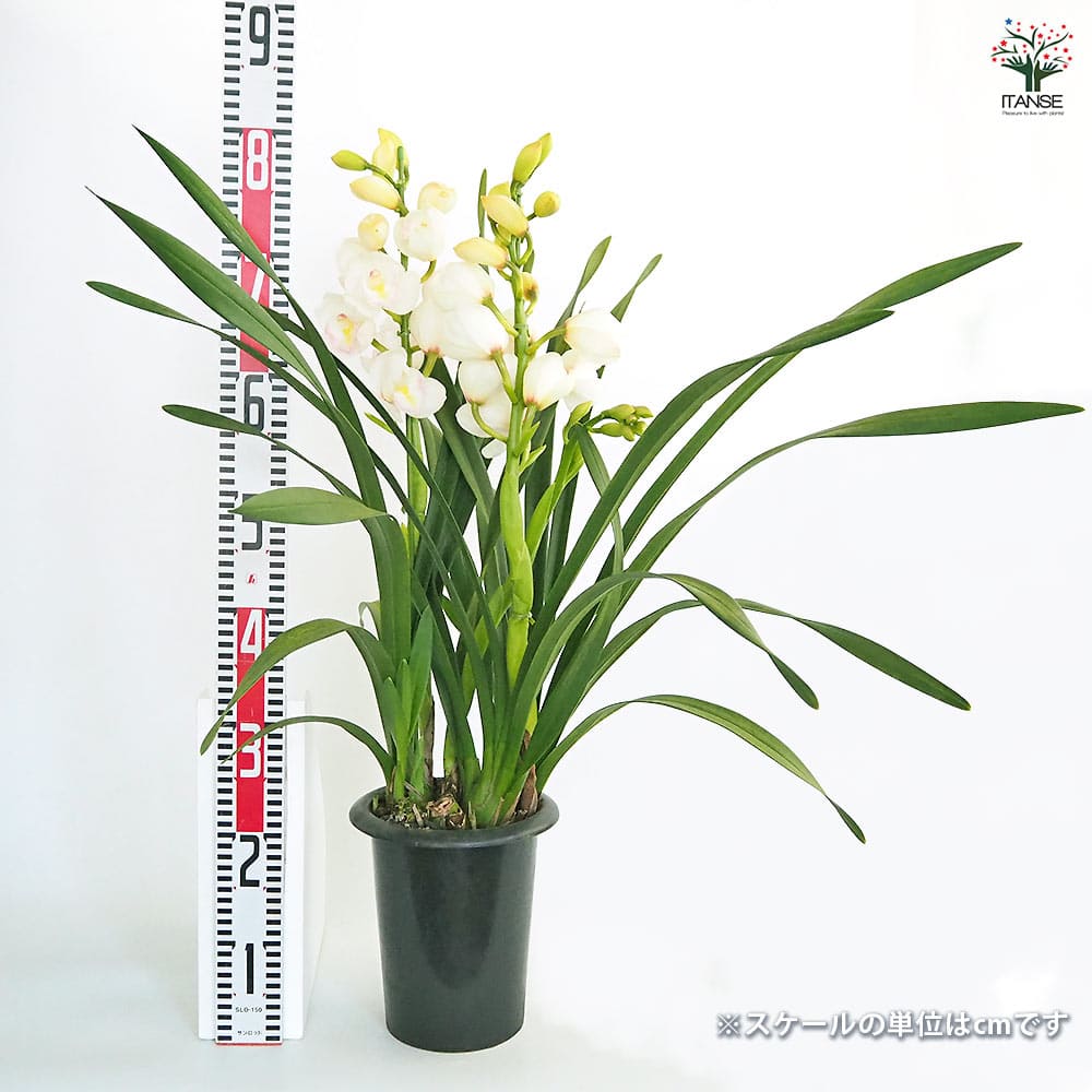 シンビジウム 恋の予感 【花苗 6.5号／1個売り】｜ 【植物の