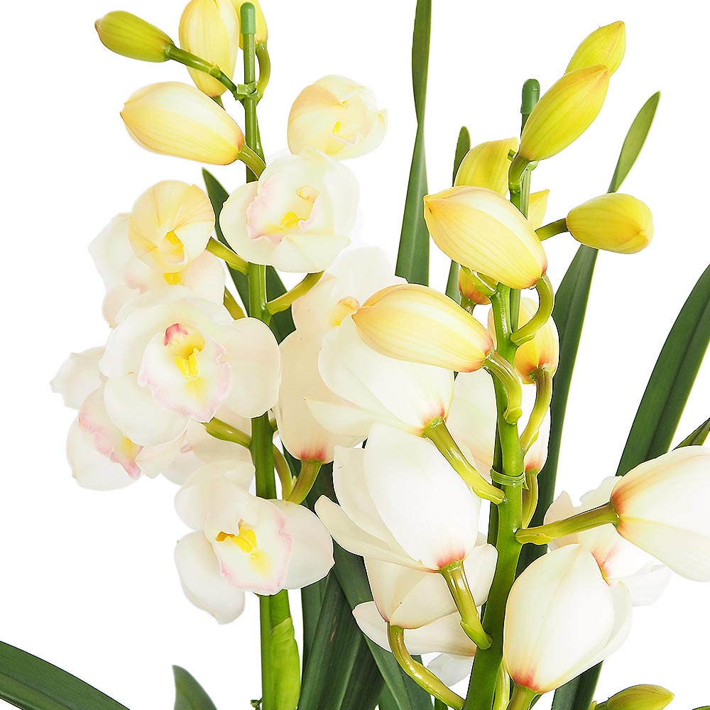 シンビジウム 恋の予感 【花苗 6.5号／1個売り】